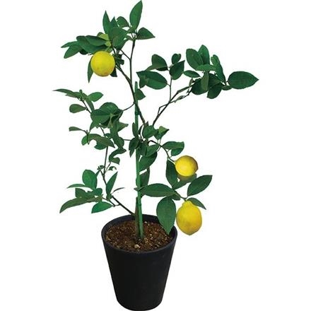 【早期割引】レモンの木