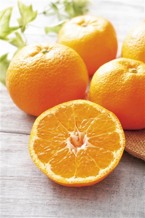 GF207和歌山県有田郡有田川町産　蜜柑伝承みかん（10ｋｇ無選別）