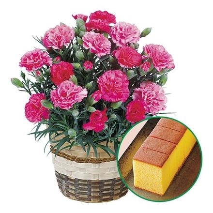 6001　異人堂 長崎カステラとカーネーション「さくらもなか（５号鉢）」