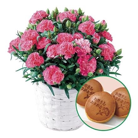 【早期割引】6002　ホシファーム 「ありがとう」どら焼きとカーネーション「ホットハート(５号鉢)」