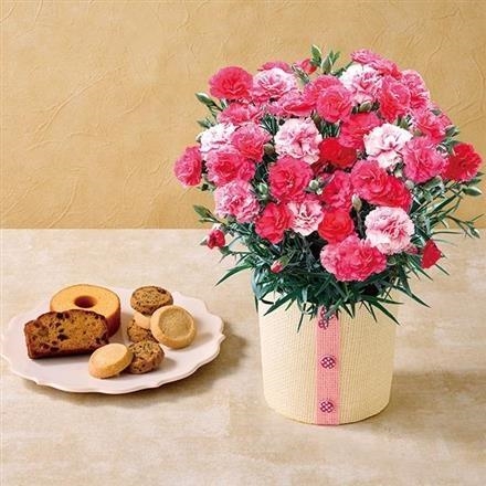 6005　カーネーション（さくらもなか）と「パティスリーキハチ」アソートBOX