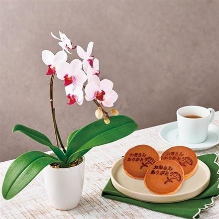 6007ホシファーム 「ありがとう」どら焼きとミディ胡蝶蘭