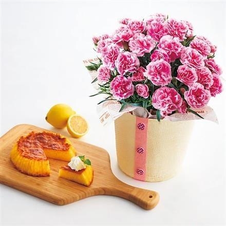 6009瀬戸内レモンカステラとカーネーション「ティーパーティ（５号鉢）」