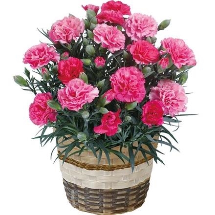 6019　カーネーション「さくらもなか」