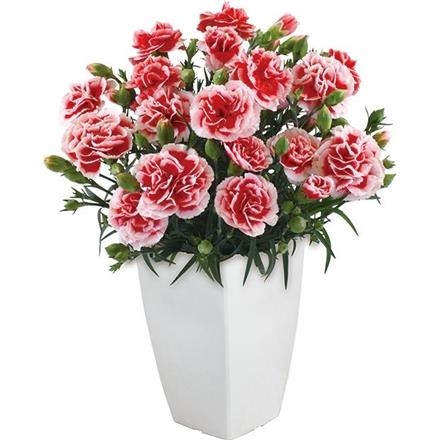 【早期割引】6021　カーネーション「いちごホイップ」4号鉢