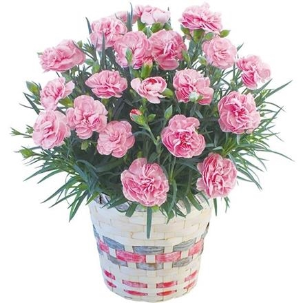 6022　カーネーション「アプリシア」