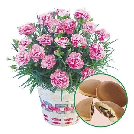 6023　カーネーション「アプリシア」どら焼きセット