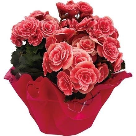 6024　バラ咲きベゴニア「ボリアス」