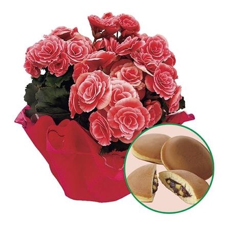 6025　バラ咲きベゴニア「ボリアス」どら焼きセット