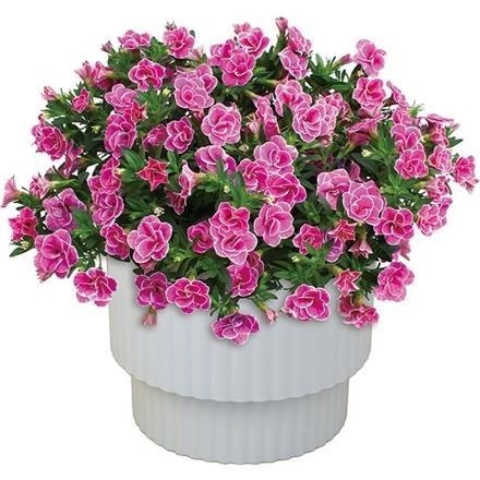 6026　スーパーベル「ダブルピンク」