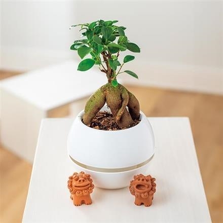 6033　ガジュマル　シーサー