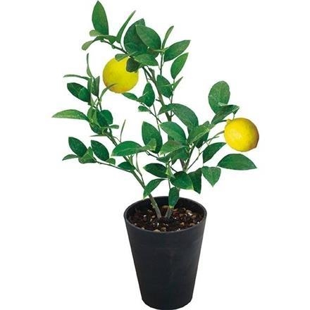 6035　レモンの木